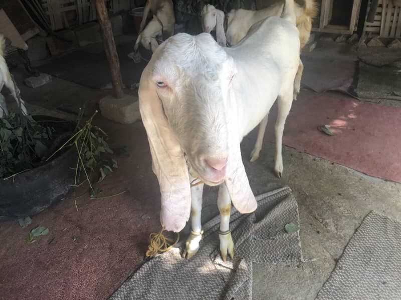 Gulabi Rajanpuri female goat 6