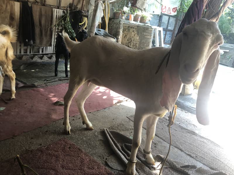 Gulabi Rajanpuri female goat 7