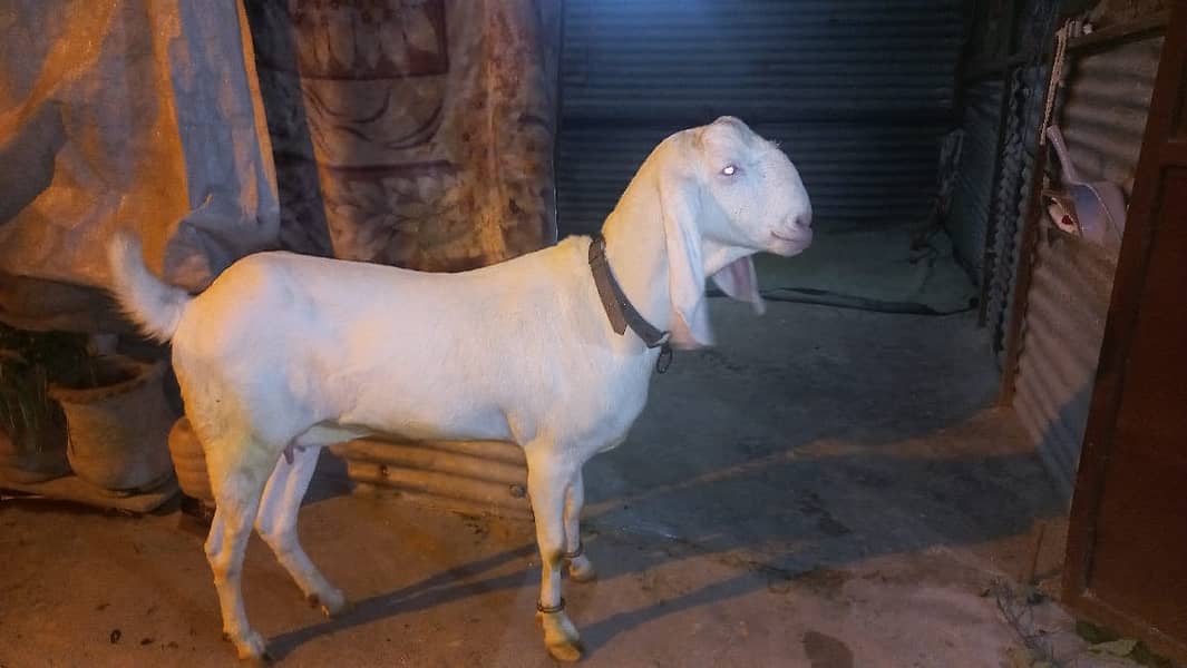 Gulabi Rajanpuri female goat 8