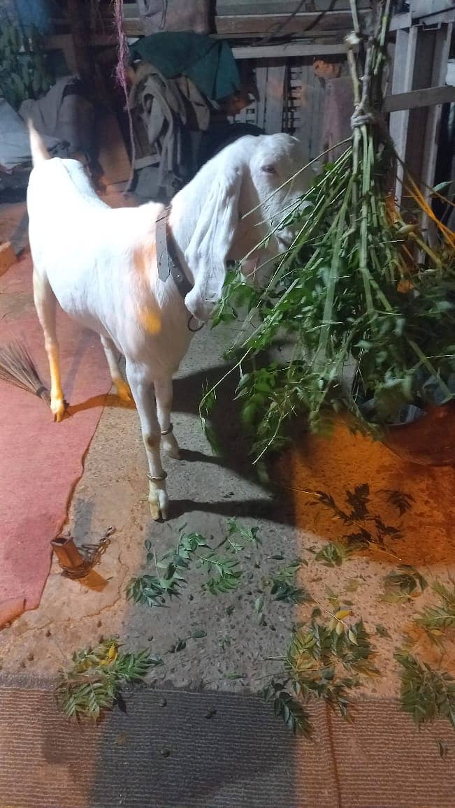 Gulabi Rajanpuri female goat 9