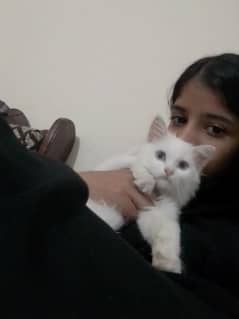 4 months old Persian kitten for sale