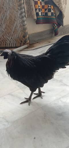 Ayam Cemani Pair