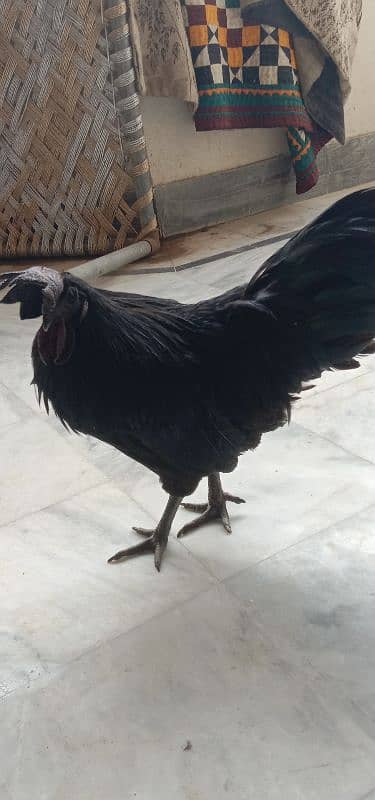 Ayam Cemani Pair 0