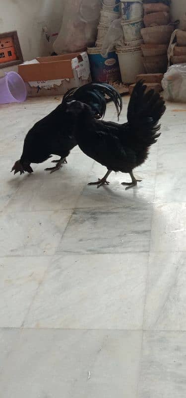 Ayam Cemani Pair 1