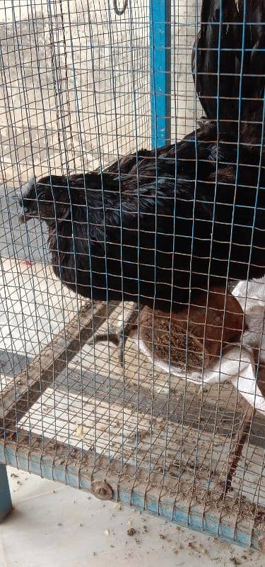 Ayam Cemani Pair 2