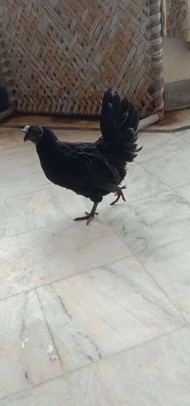 Ayam Cemani Pair 3