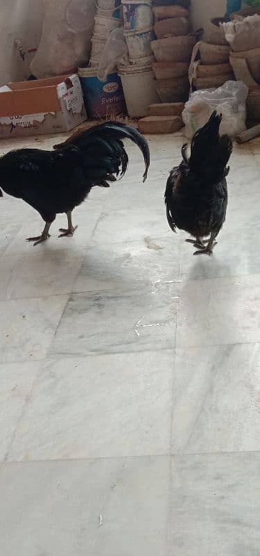 Ayam Cemani Pair 5