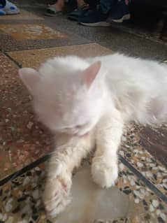 cat female for sale urgent