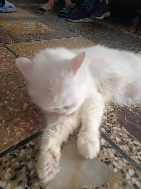 cat female for sale urgent 0