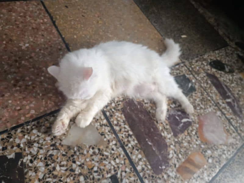 cat female for sale urgent 1