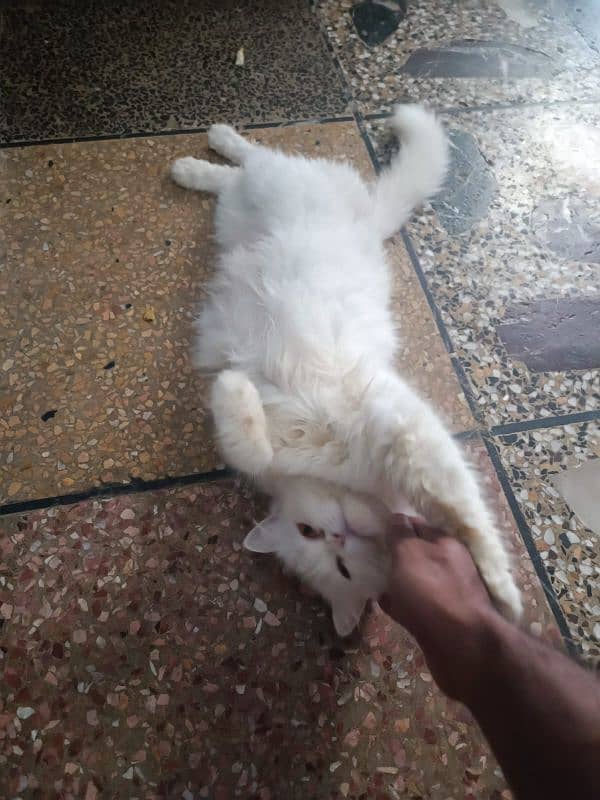 cat female for sale urgent 2