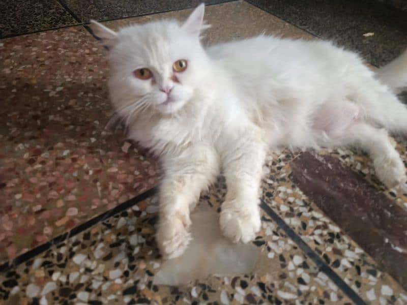 cat female for sale urgent 3