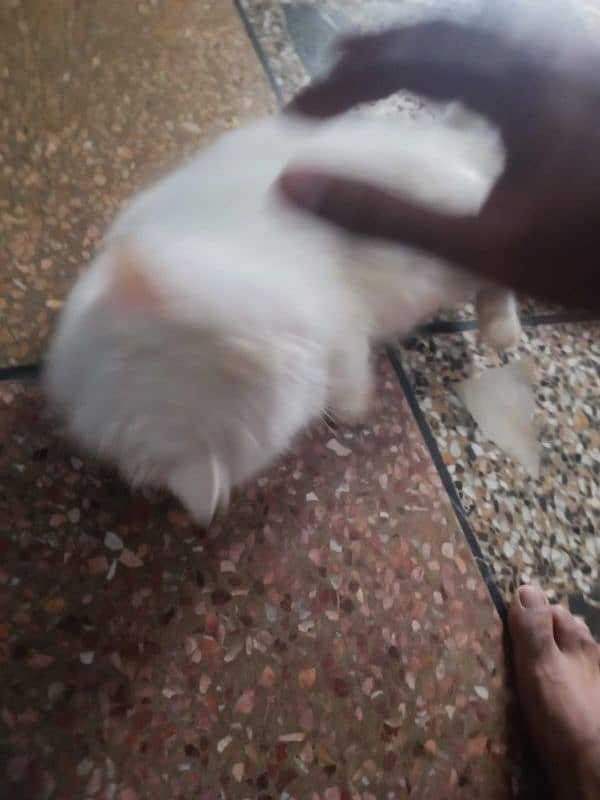 cat female for sale urgent 6