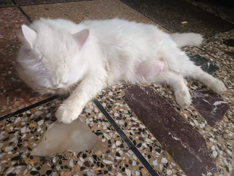 cat female for sale urgent 8