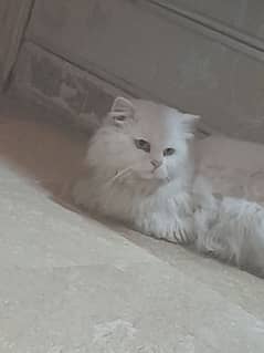 Persian male cat