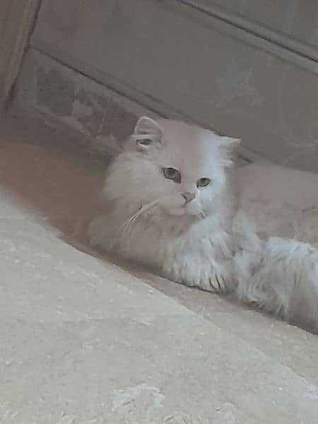 Persian male cat 0