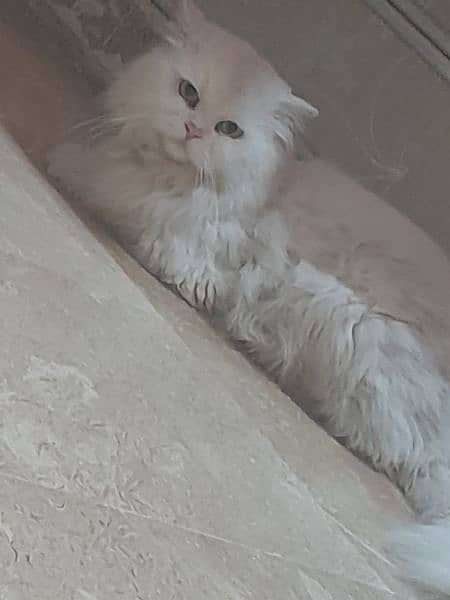 Persian male cat 1