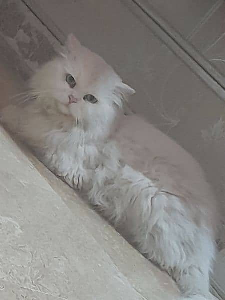 Persian male cat 2