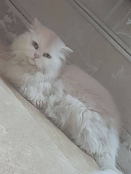 Persian male cat 3