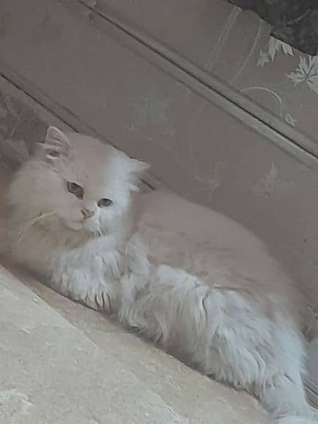 Persian male cat 4