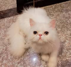 white female kitten 6months old