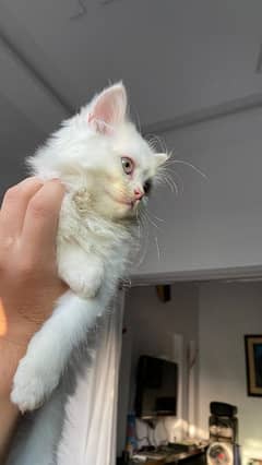 Female persion kitten - Rs 10000-/ 0