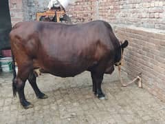 cow for sale