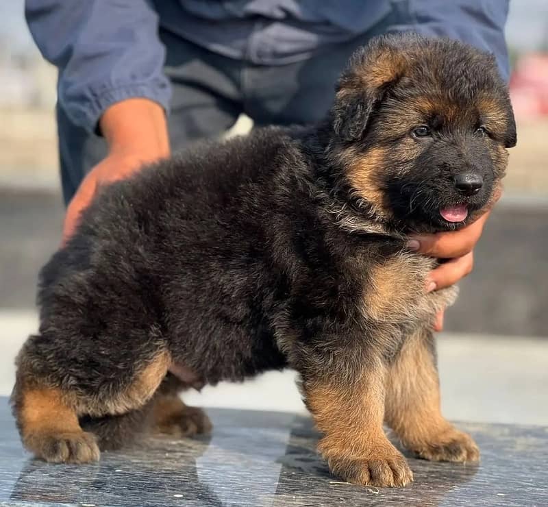 German shepherd puppies 03429703700 2