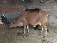 cow