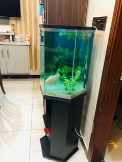 Fish and Aquarium for sale