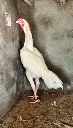 white Heera aseel breeders set