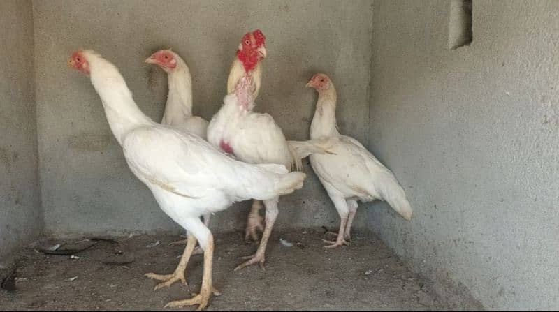 white Heera aseel breeders set 1