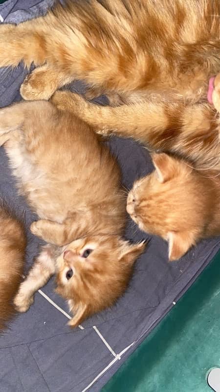 kittens Garfield colour 0