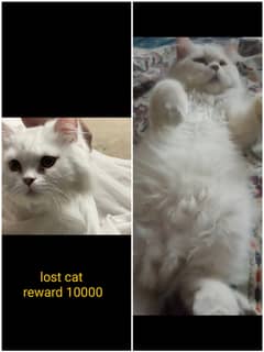 Lost cat in westridge1 Reward 10000 0