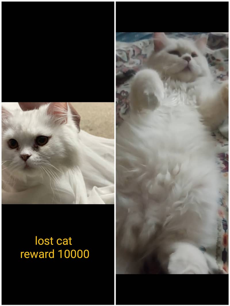 Lost cat in westridge1 Reward 10000 0