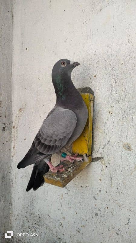 homing pigeons 2