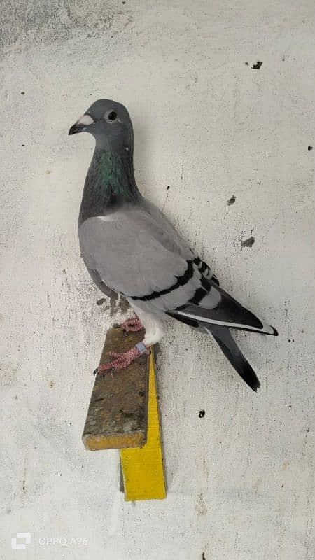 homing pigeons 3