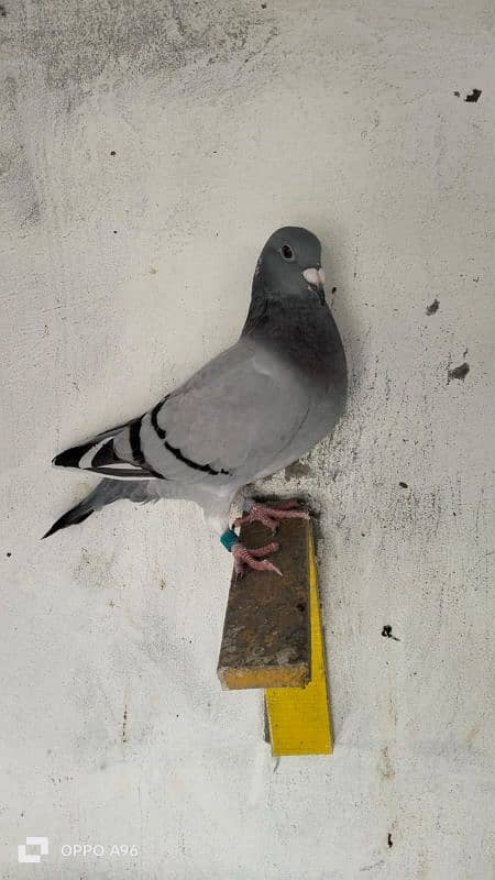 homing pigeons 4