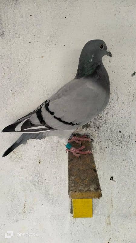 homing pigeons 5