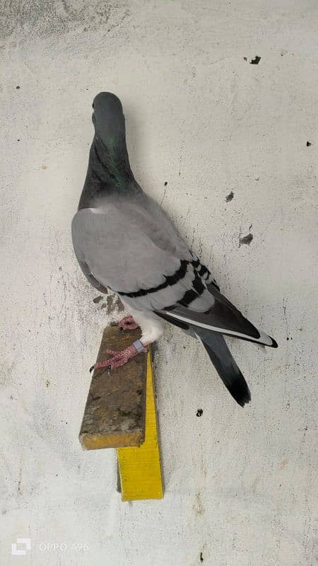 homing pigeons 6