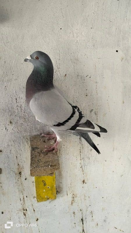 homing pigeons 7