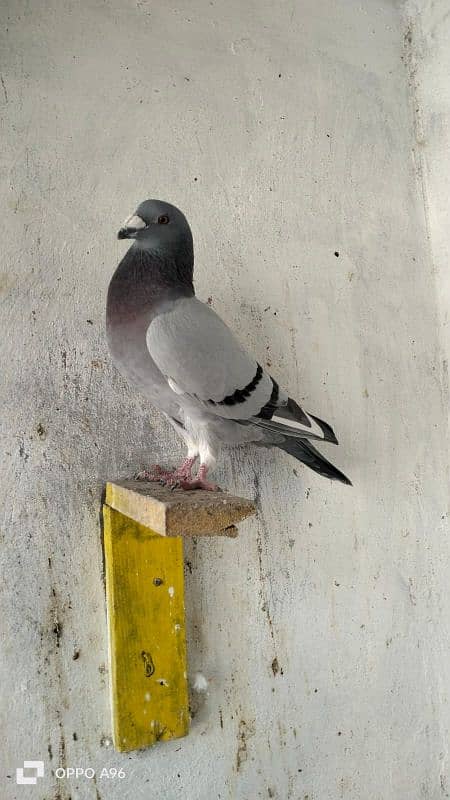 homing pigeons 8