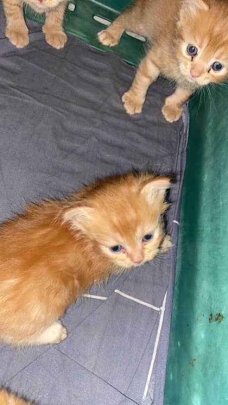 kittens Garfield colour 3