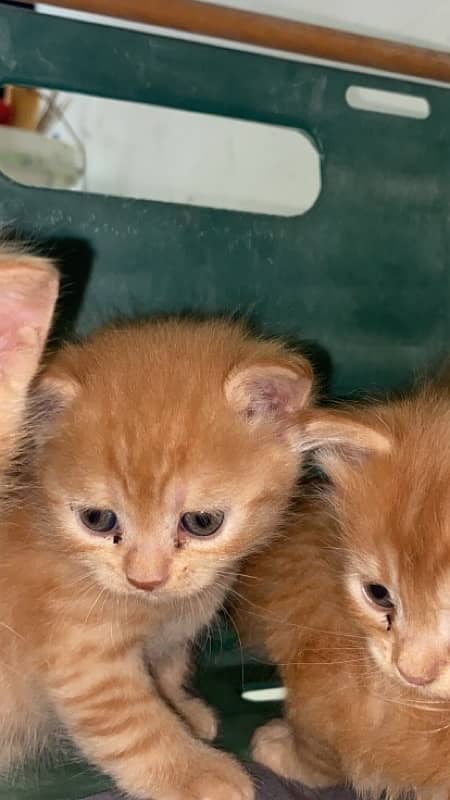 kittens Garfield colour 6