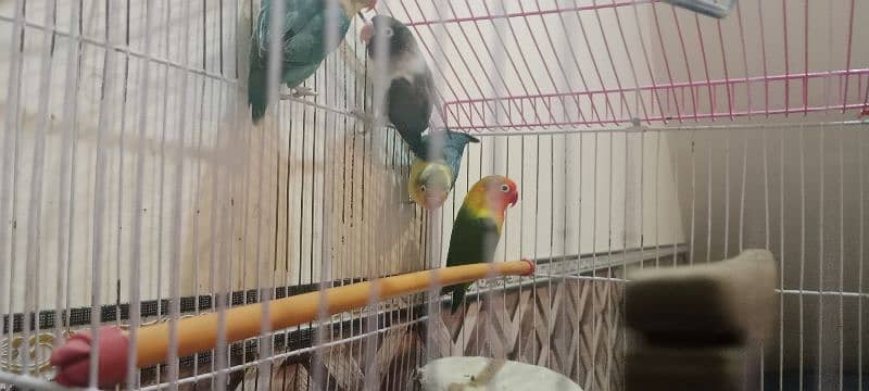 love birds parrots toty 3