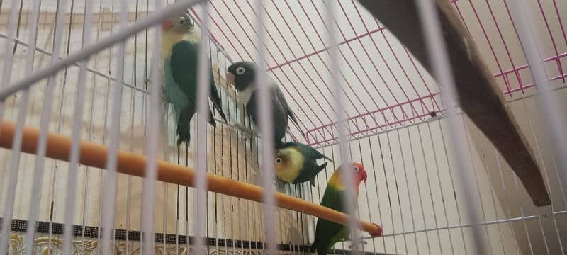 love birds parrots toty 4