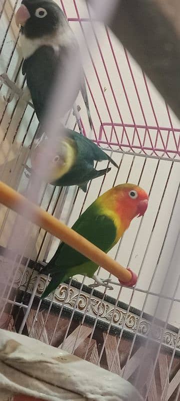 love birds parrots toty 5