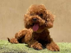 IMPORTED TOY POODLE PUPPY AVAILABLE FOR SALE