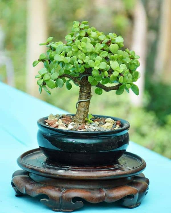 Jade Bonsai 8