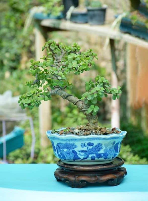 Jade Bonsai 10